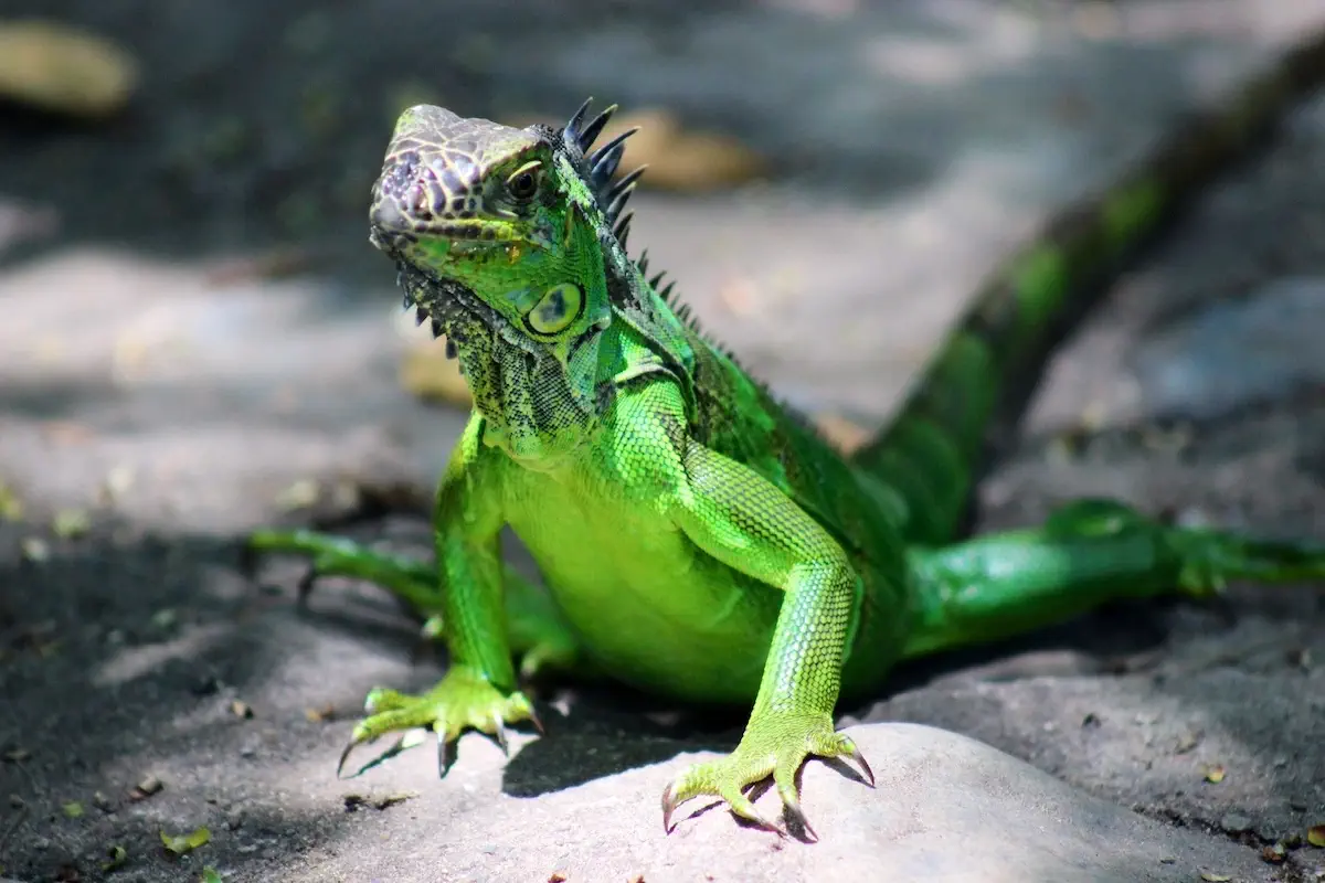 vibrant green iguana